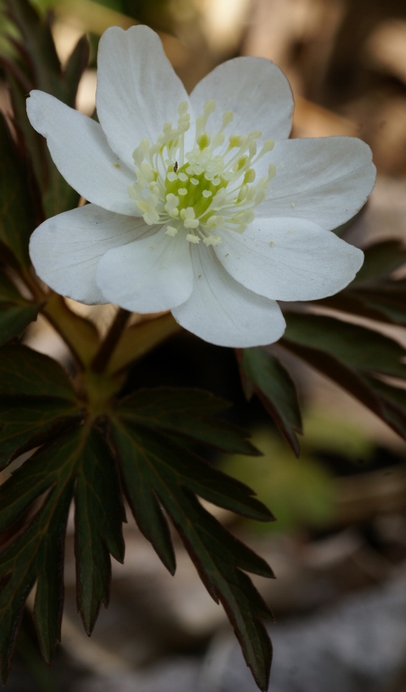 Изображение особи Anemone amurensis.