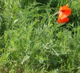 Papaver orientale