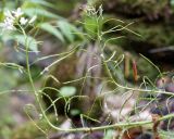 Arabis nordmanniana