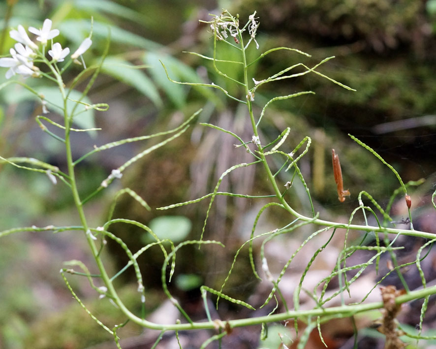 Изображение особи Arabis nordmanniana.