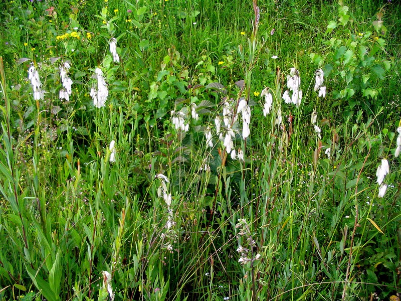 Изображение особи Eriophorum latifolium.