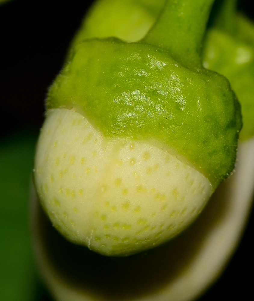Изображение особи Citrus × paradisi.