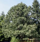 Pinus ponderosa. Взрослое дерево. Германия, г. Дюссельдорф, Ботанический сад университета. 04.05.2014.
