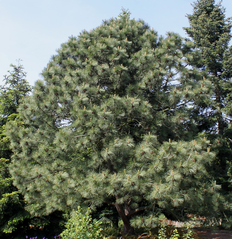 Изображение особи Pinus ponderosa.