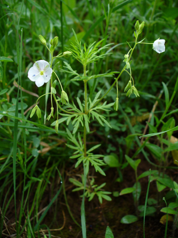 Image of Veronica caucasica specimen.