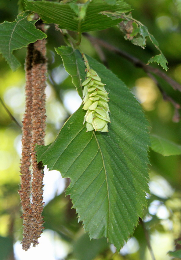 Изображение особи Ostrya virginiana.