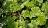 genus Heuchera. Растение с нижней частью полёгших цветоносных побегов. Германия, г. Дюссельдорф, Ботанический сад университета. 02.06.2014.