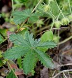 Potentilla thuringiaca. Бутоны и листья. Германия, г. Дюссельдорф, Ботанический сад университета. 02.06.2014.