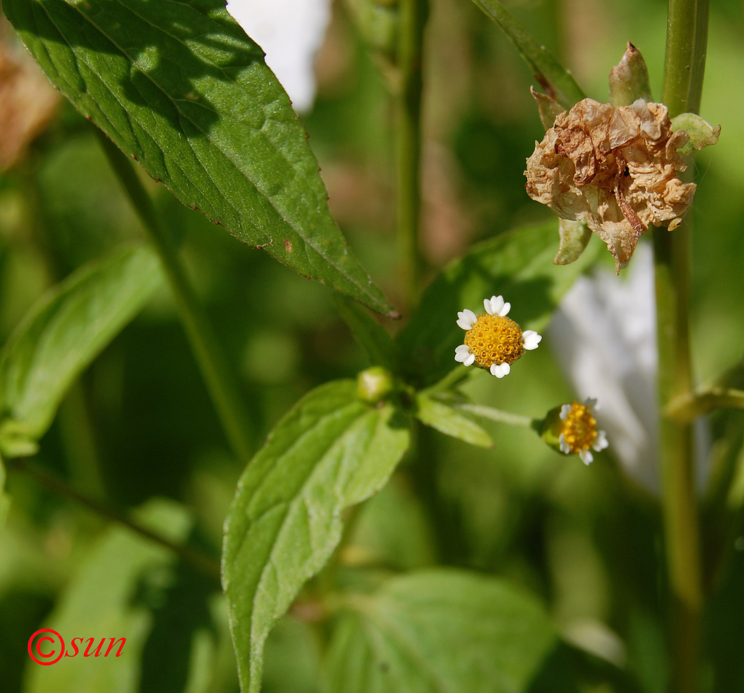 Изображение особи Galinsoga parviflora.