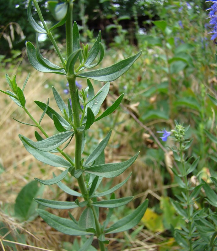 Изображение особи Hyssopus officinalis.