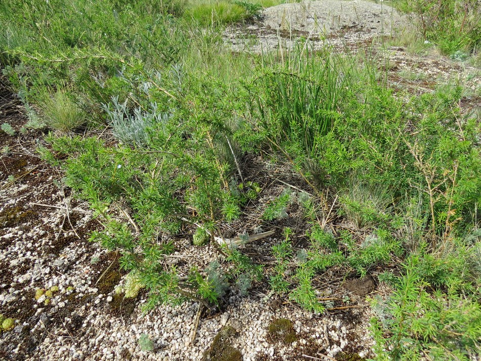 Image of Caragana pygmaea specimen.