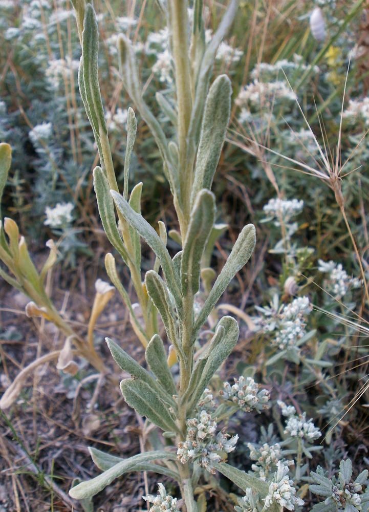 Изображение особи Helichrysum arenarium.