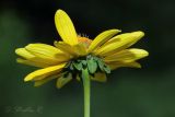 Heliopsis helianthoides ssp. scabra