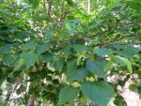 Tilia cordata