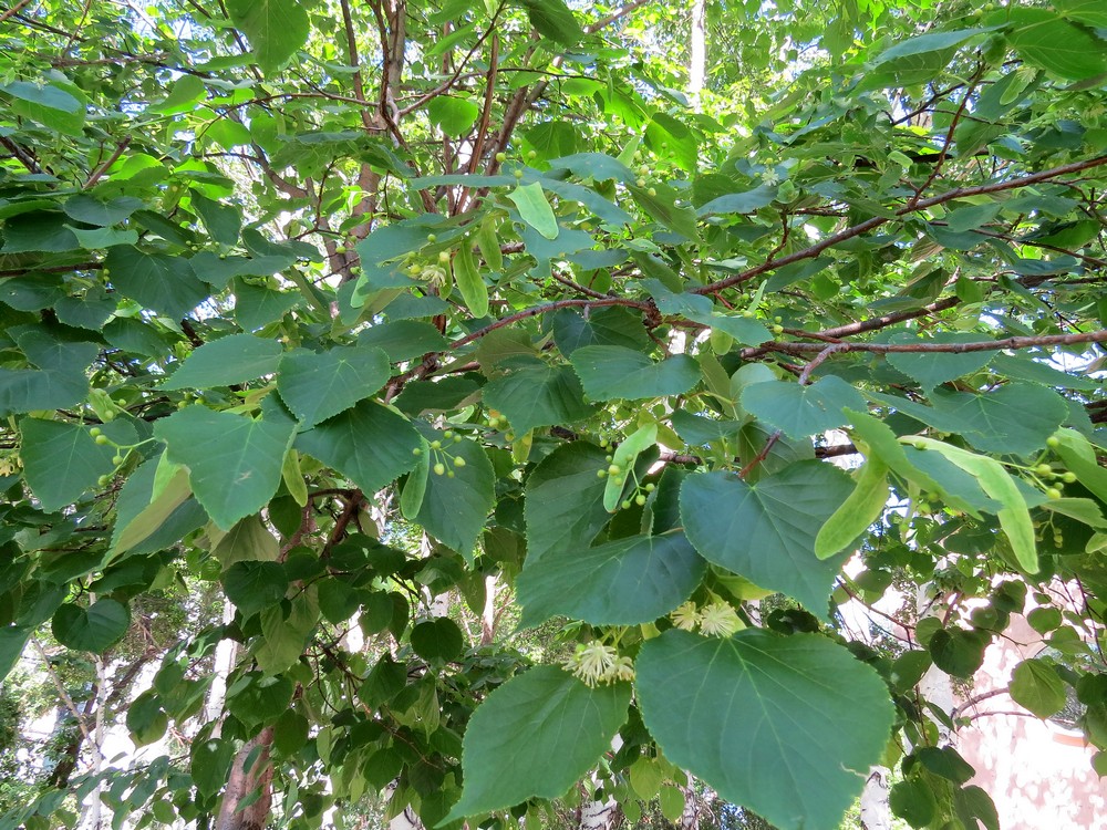 Изображение особи Tilia cordata.