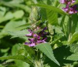 Stachys palustris