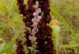 Spiranthes australis