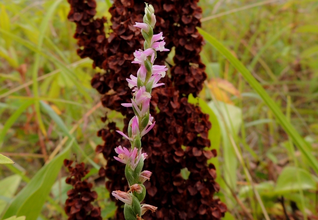 Image of Spiranthes australis specimen.