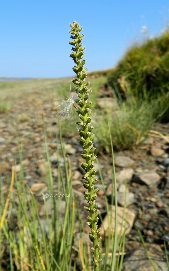 Изображение особи Triglochin maritimum.