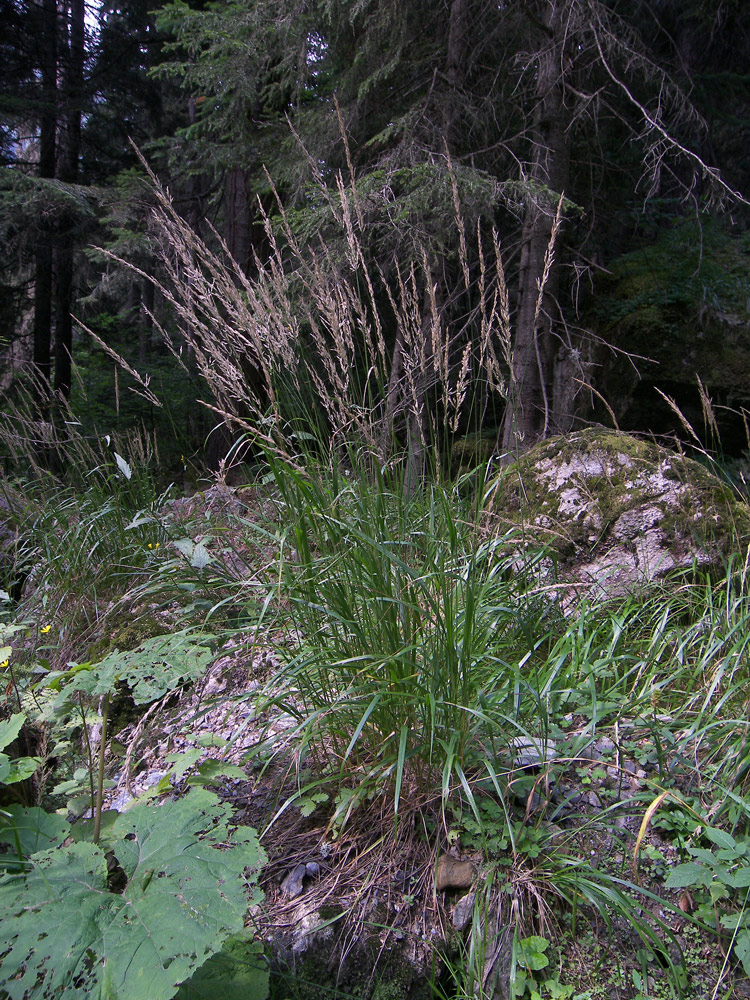 Изображение особи Agrostis planifolia.