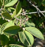 Cotoneaster