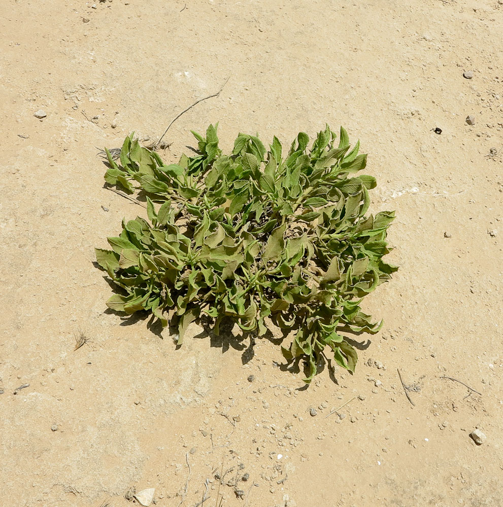 Image of Heterotheca subaxillaris specimen.