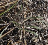 Jasione heldreichii