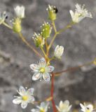 Saxifraga spinulosa