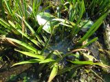 Stratiotes aloides