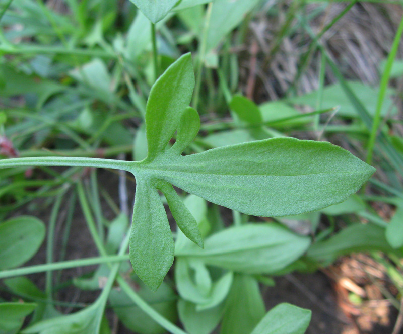 Изображение особи Rumex acetosella.