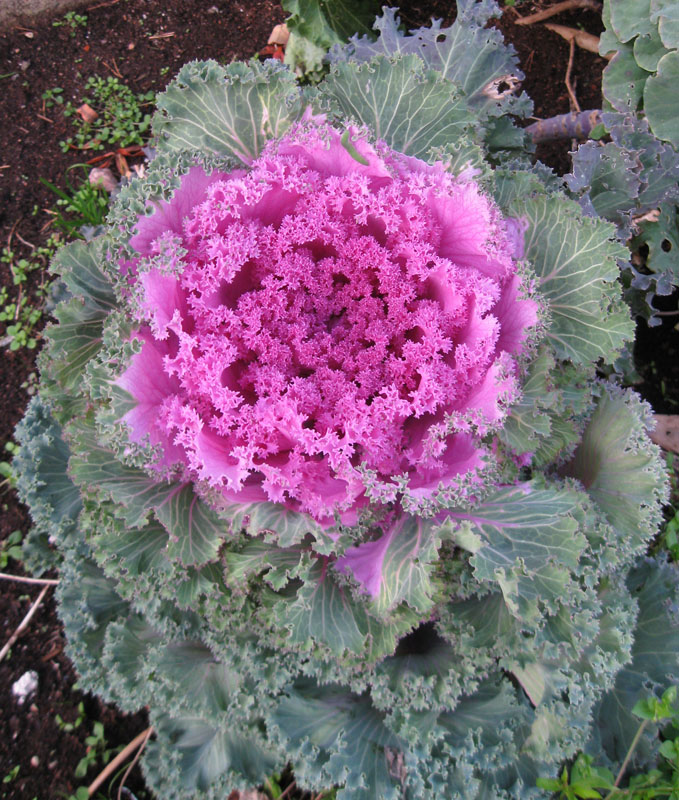 Изображение особи Brassica oleracea var. viridis.