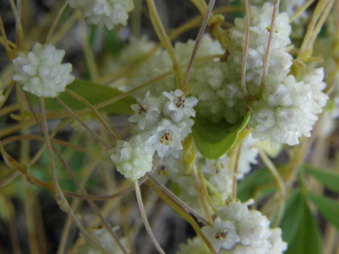 Image of Cuscuta planiflora specimen.