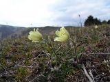 Pulsatilla albana