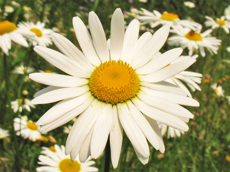 Изображение особи Leucanthemum vulgare.