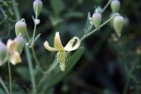 Clematis orientalis. Цветок. Узбекистан, г. Ташкент, Ботанический сад им. Ф.Н.Русанова, 22.08.2009.