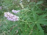 Vitex agnus-castus