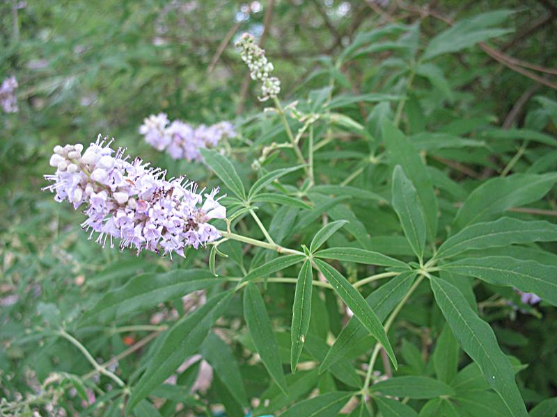 Изображение особи Vitex agnus-castus.