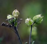 Melandrium latifolium