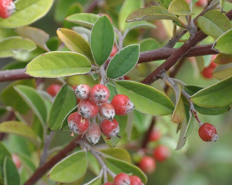 Image of genus Cotoneaster specimen.
