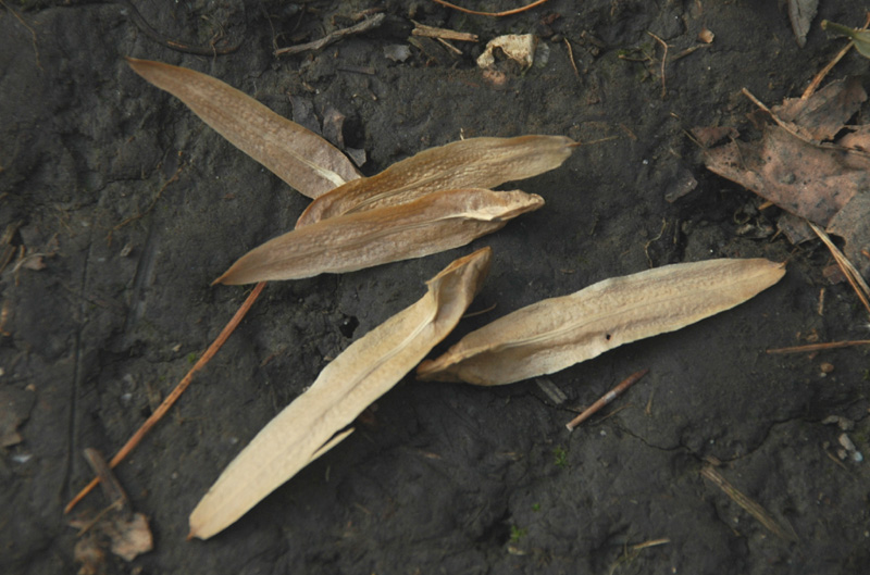 Image of Liriodendron tulipifera specimen.