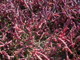 Salicornia perennans