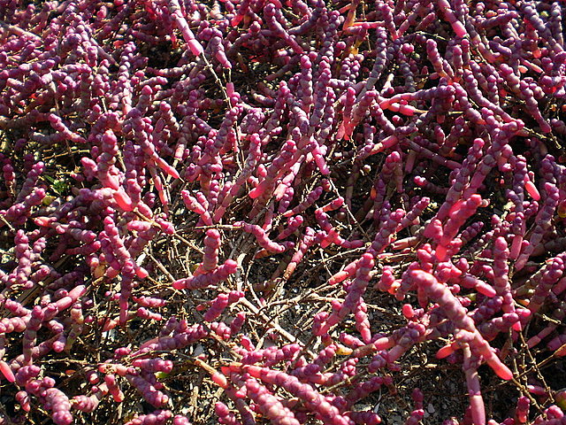 Изображение особи Salicornia perennans.