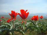 Tulipa greigii