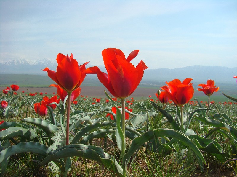 Изображение особи Tulipa greigii.