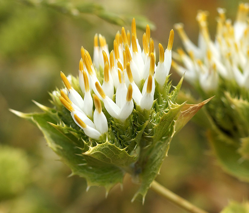 Изображение особи Cousinia triflora.