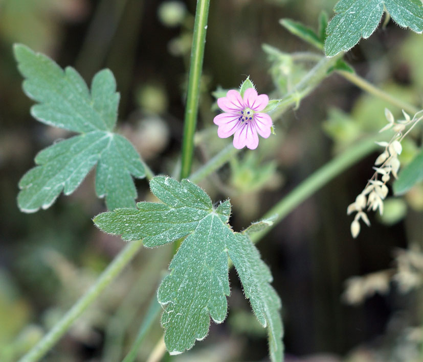 Image of Geranium divaricatum specimen.