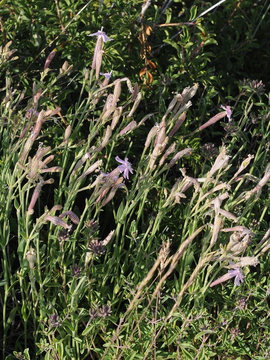 Image of Silene guntensis specimen.