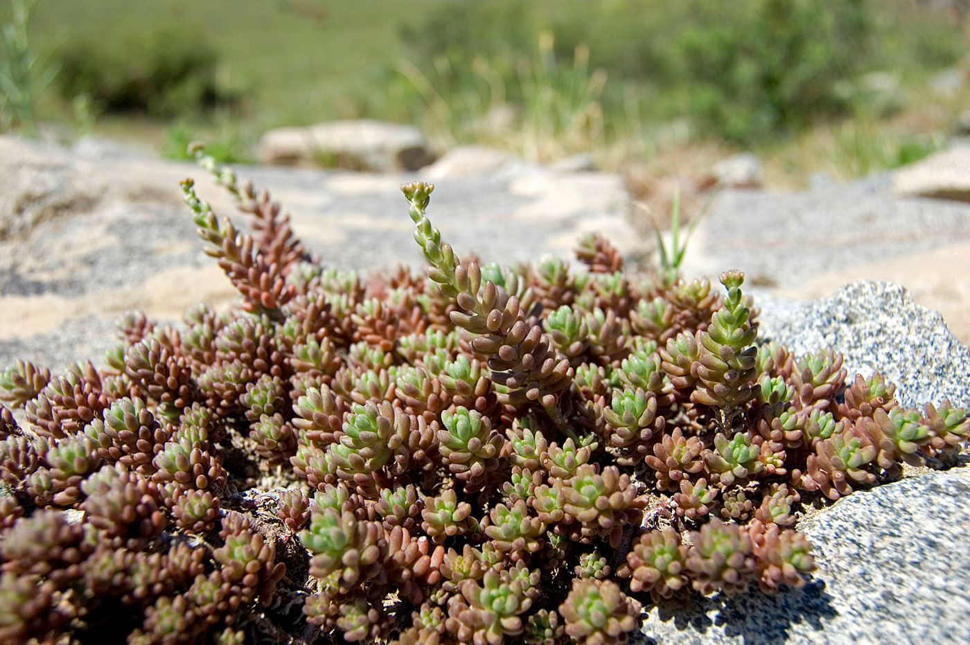 Image of Sedum alberti specimen.