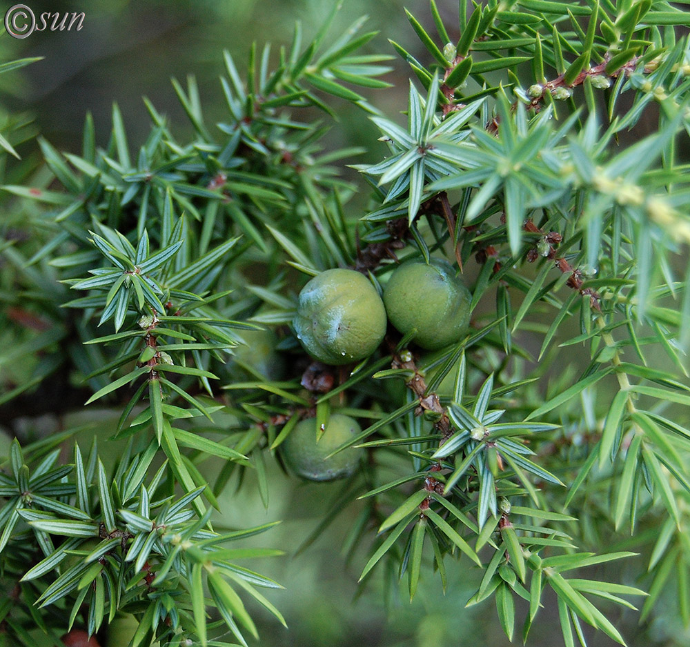 Изображение особи Juniperus deltoides.