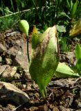 Erythronium caucasicum. Плодоносящее растение с поражёнными листьями. Краснодарский край, хр. Аибга, субальпийский луг, ≈ 2300 м н.у.м. 09.07.2015.